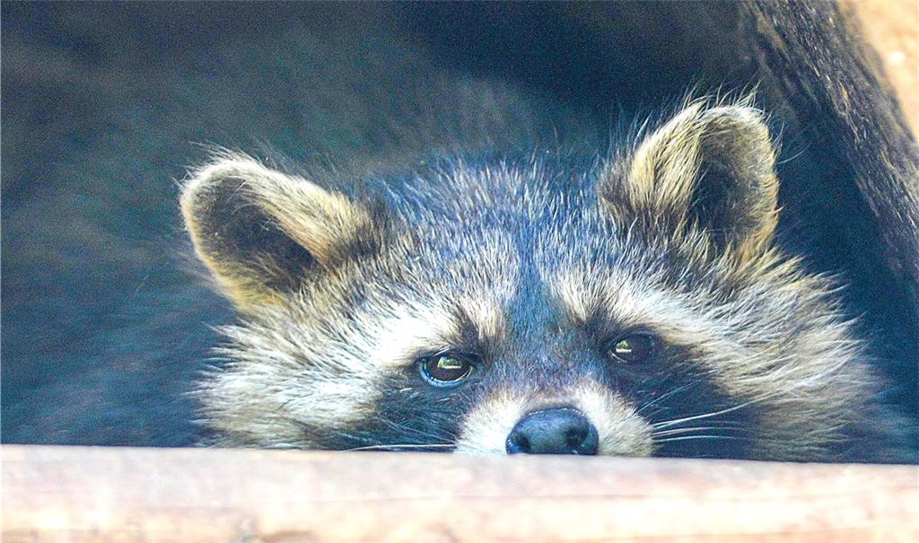 Auch im Enzkreis ist der kleine Räuber mit der Zorro-Maske längst angekommen. Foto: Lechner