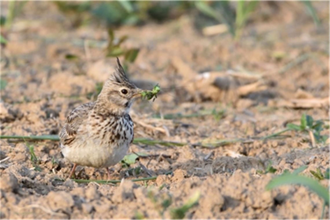 Ornithologe über bedrohte Haubenlerche: „Die größte Bedrohung ist der Mensch“ Auch im Enzkreis ist die Haubenlerche extrem selten geworden. Fotos: privat, Bosch