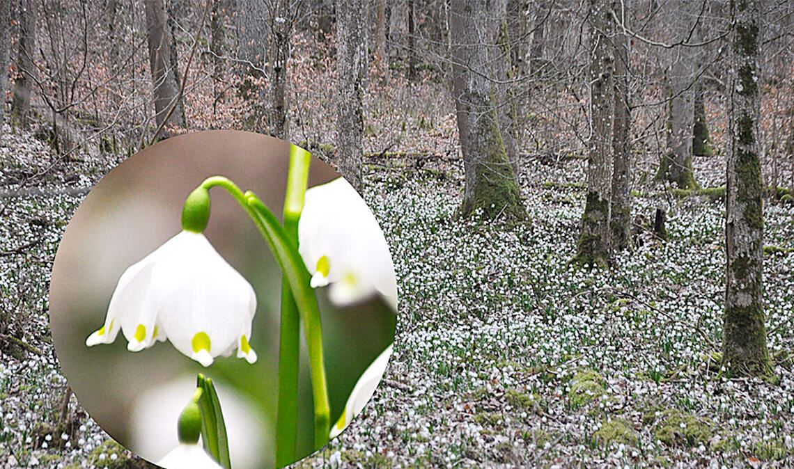 Auch im Raum Mühlacker zu finden: der „Märzenbecher“. Foto: Bosch