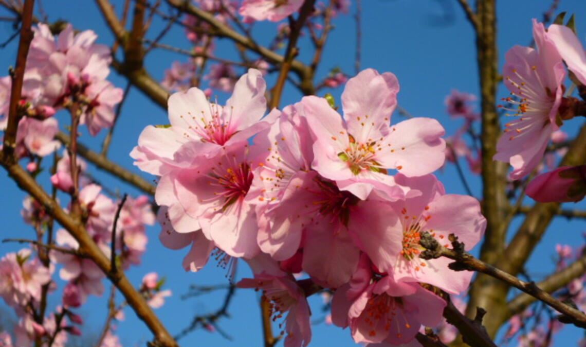 Auch in diesem Jahr lockt das „Mandelblütenfest“ zum Genießen in die Weinberge von Diefenbach. Foto: Weingut Häußermann