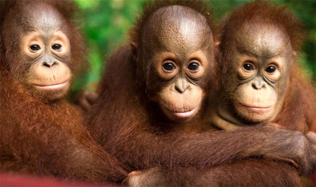 Auch jeder Einzelne kann einiges tun, um Orang-Utans zu schützen.