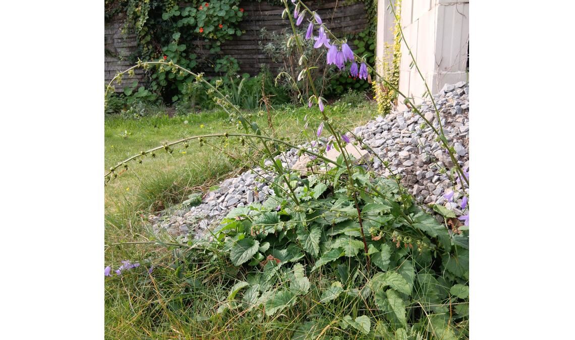 Auch kleinste ungemähte Bereiche, wie hier eine wild aufgegangene Glockenblume, sind ein Lebensraum für Insekten. Foto: Enzkreis/Wolff