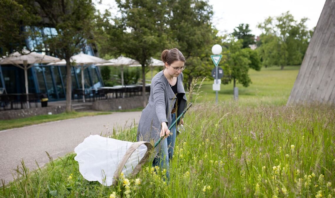Auch mithilfe von Keschern kann man Insekten fangen und erfassen, wie Amelie Höcherl, Insektenforscherin am Naturkundemuseum, zeigt.