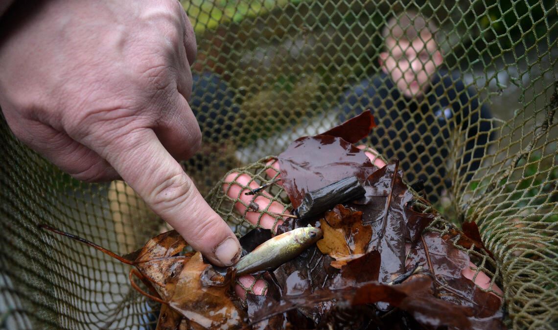Auch noch so kleine Tiere werden für die Umsiedlung gefangen. Fotos: Stahlfeld