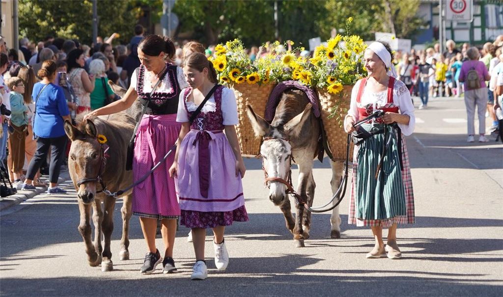 Auch schön geschmückte Esel gibt es beim Erntedankumzug in Ölbronn zu sehen, der traditionell zahlreiche Besucher anlockt. Fotos: Roller