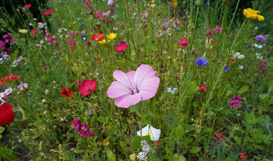 Auch wenn bei weitem nicht jede Blumenwiese so voller Blüten steht: Sie ist wertvoll für Lebewesen. (Archivbild)