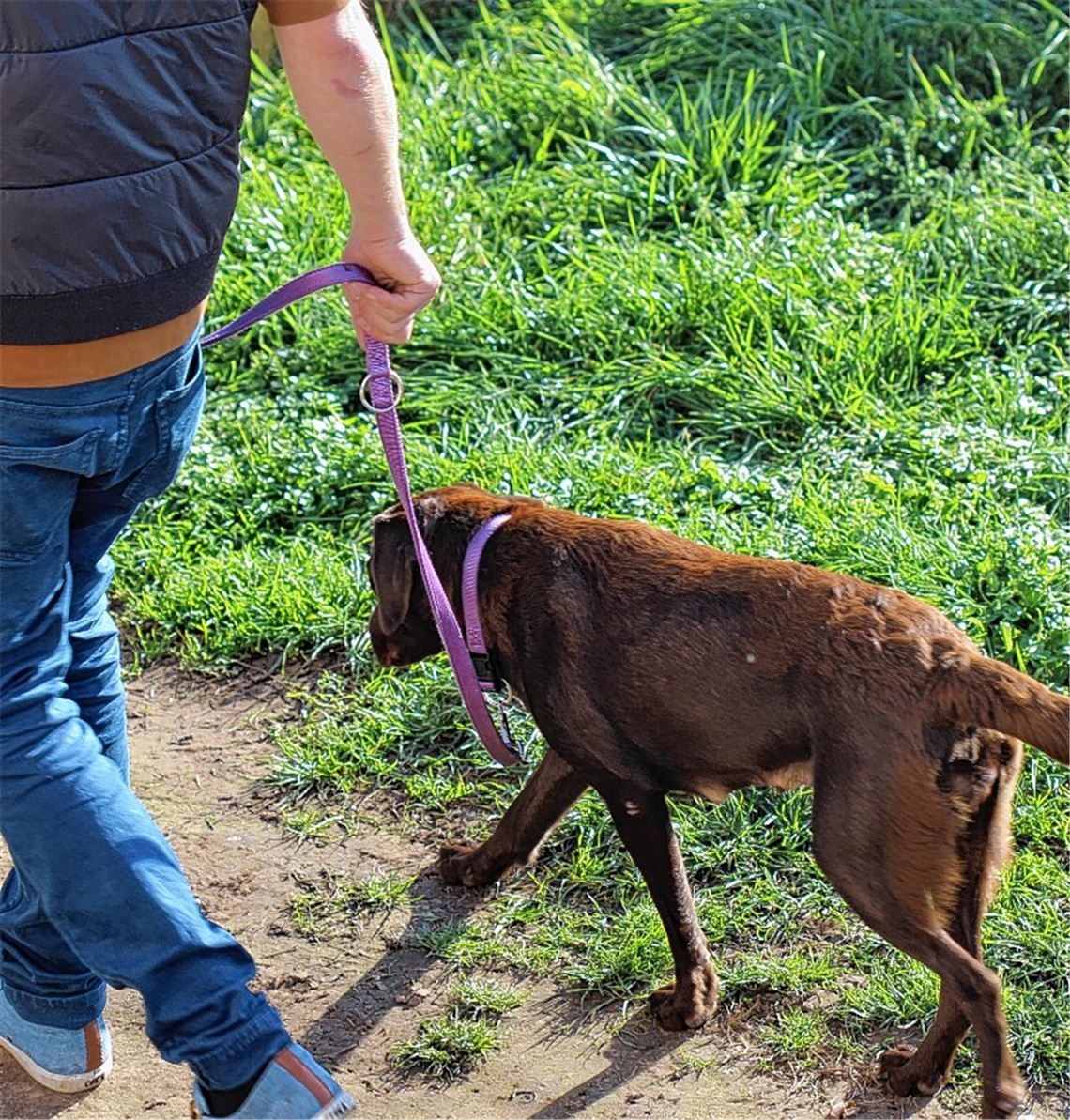 Wo Hunde an die Leine müssen ... Wo Hunde an die Leine müssen ...