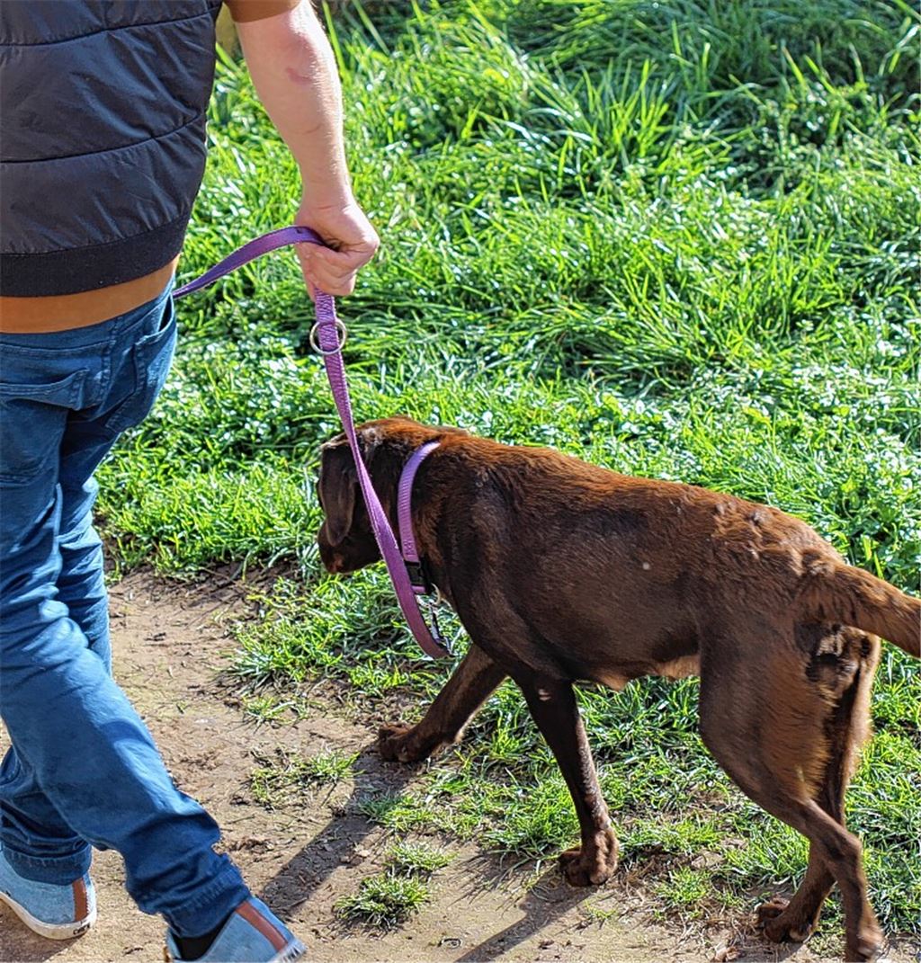 Wo Hunde an die Leine müssen ...