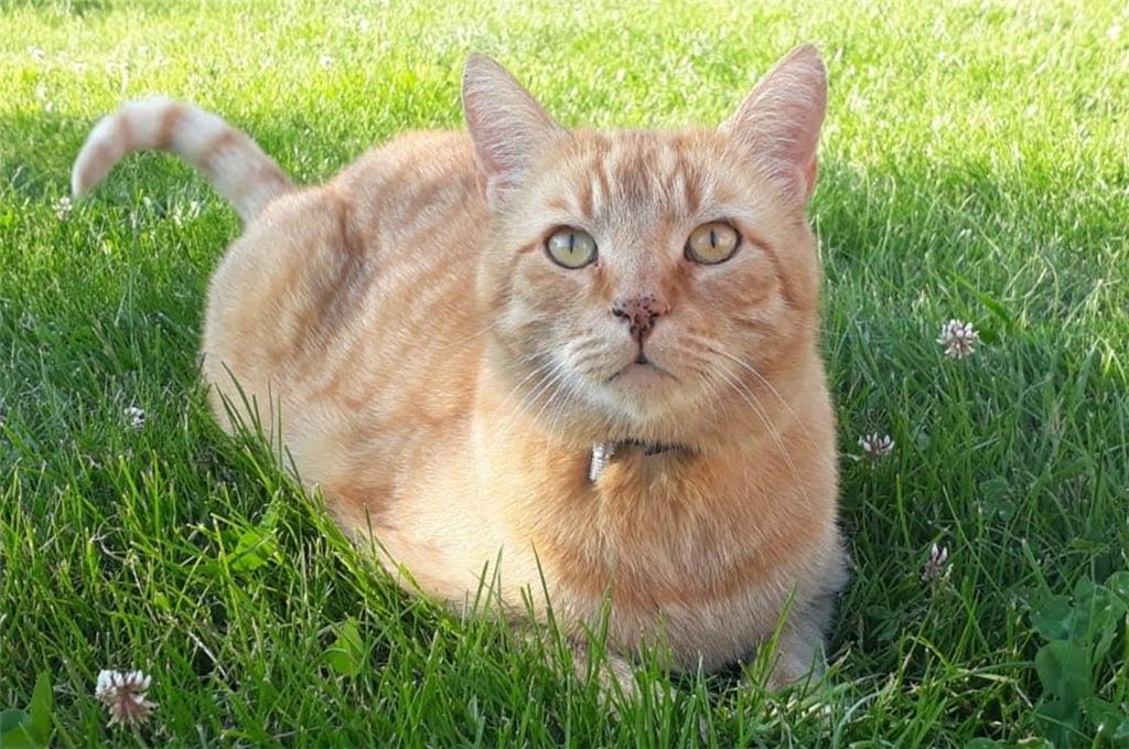 Auf Kater Heiko aus Diefenbach hatte es mutmaßlich ein Katzenquäler abgesehen. Wie seine Besitzerin berichtet, kam das Tier am Freitag mit Schmerzen und mehreren Splittern im Körper nach Hause. Foto: privat