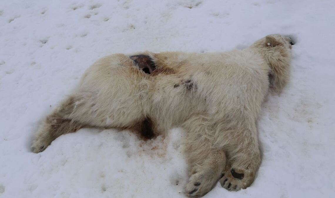 Auf Spitzbergen ist bei einem einjährigen männlichen Eisbären das Vogelgrippe-Virus nachgewiesen worden.