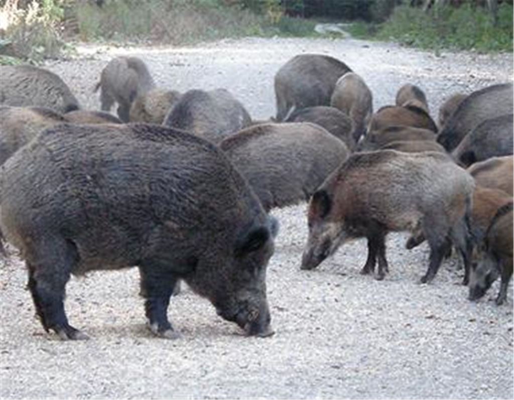 Auf Straßen ein Risiko: Wildsäue.
Foto: privat