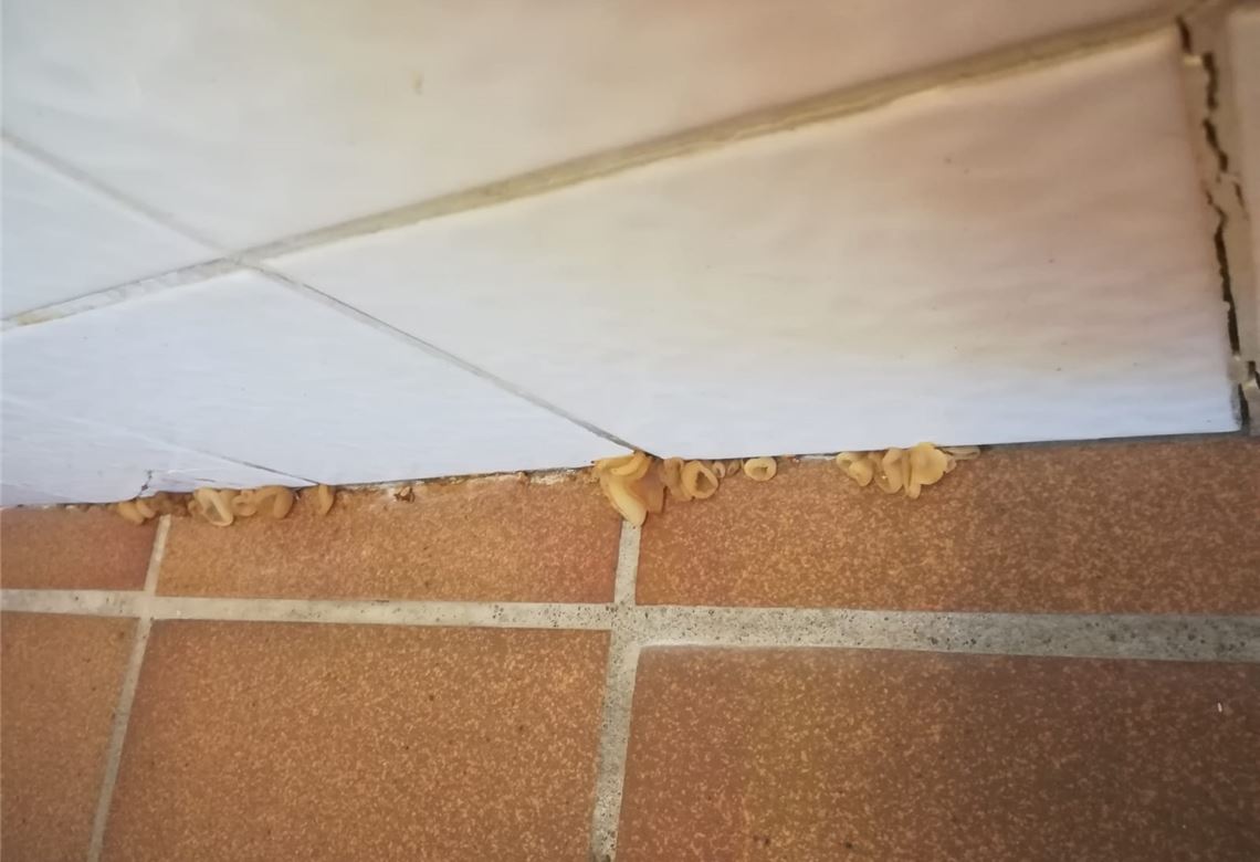„Sind die Pilze essbar?“ Auf „blühende“ Fugen im Iptinger Kindergarten haben Eltern mit Sorge reagiert. Archiv