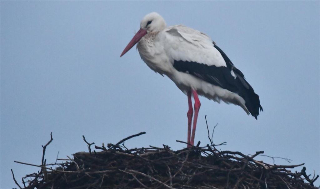 Auf dem Bauhofgelände zeigt sich ein Rückkehrer aus dem Süden. Foto: Bosch