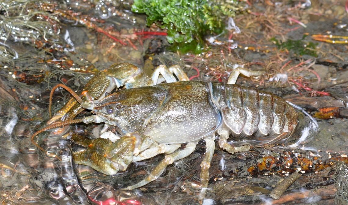 Auf dem Rückzug: der heimische Steinkrebs im Erlenbach in Ötisheim. Fotos: Lechner