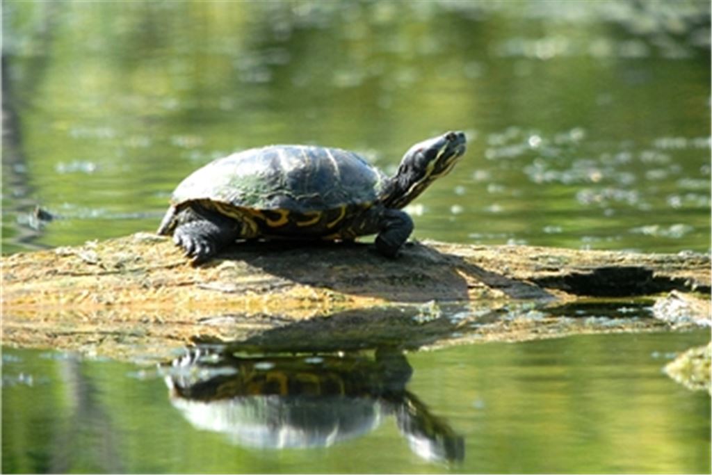 Auf dem Speiseplan der invasiven Buchstaben-Schmuckschildkröte stehen unter anderem Amphibienlaich und kleine Fische. Foto: Lechner