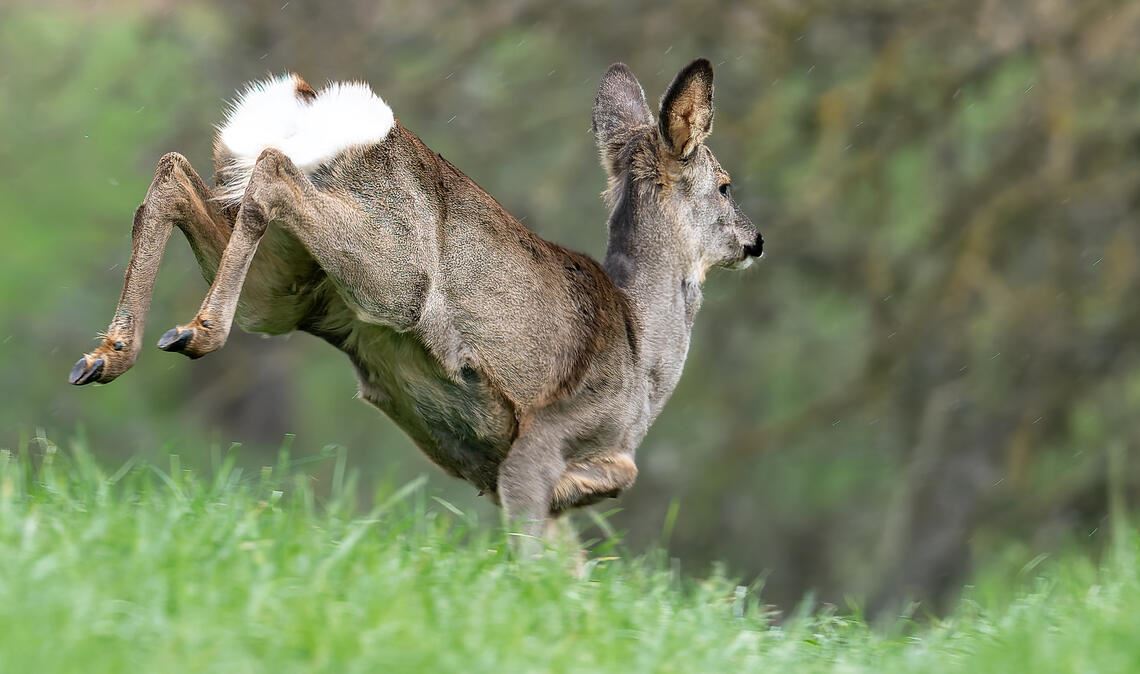 Auf dem Sprung. Foto: Horst Lachstädter