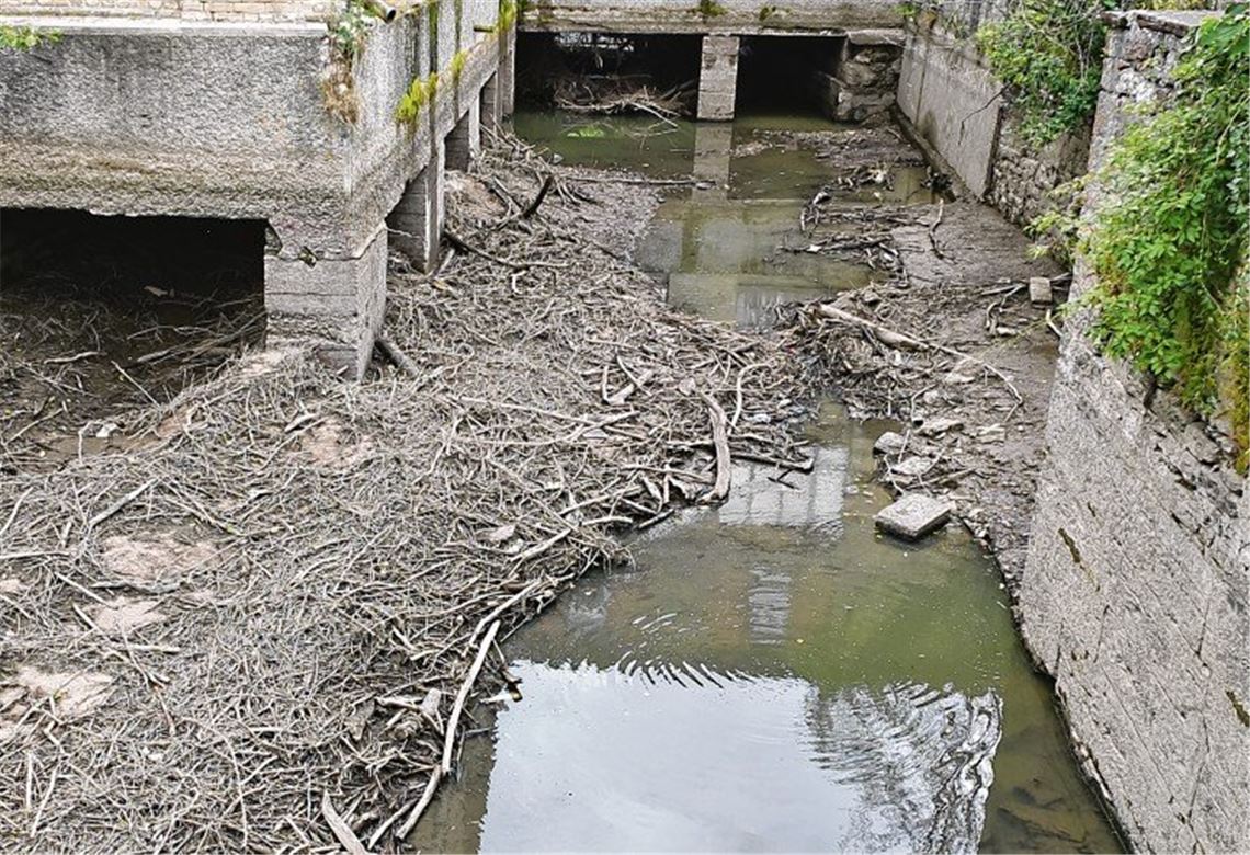 Rettungsaktion für Fische gestartet