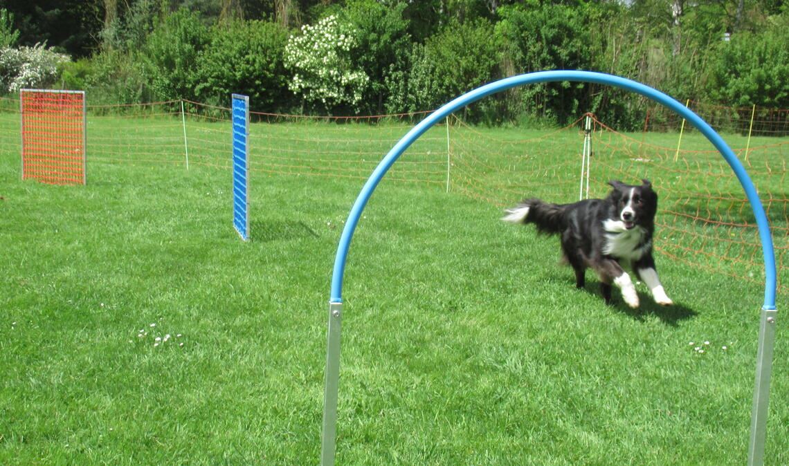 Auf dem Weg durch denn Hoops: der Hund wird durch Körpersprache und Kommandos durch den Parcours geleitet.