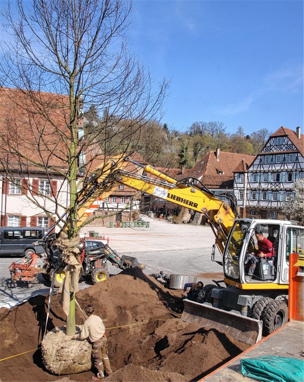 Auf der Fläche, die im Klosterhof zum Hoheitsgebiet der Stadt Maulbronn gehört, steht jetzt genau an dem Ort, wo vorher eine beliebte Linde ihr Leben aushauchte, ein Nachfolger. 