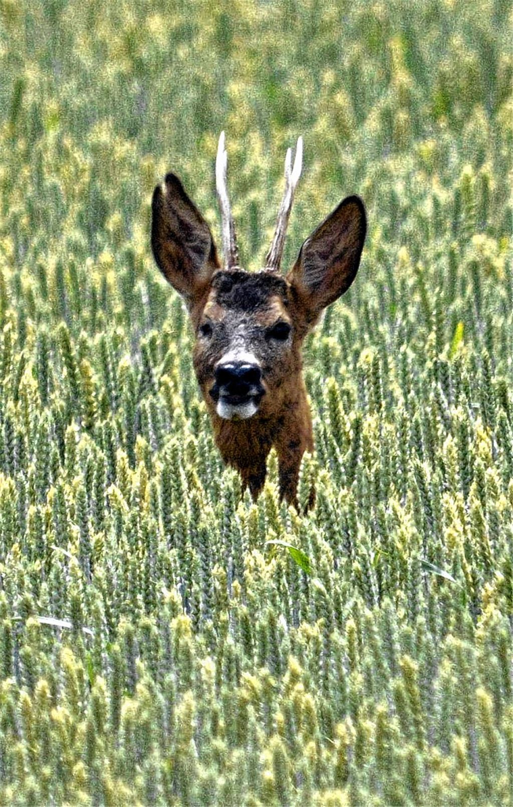 Rehe spielen wieder verrückt