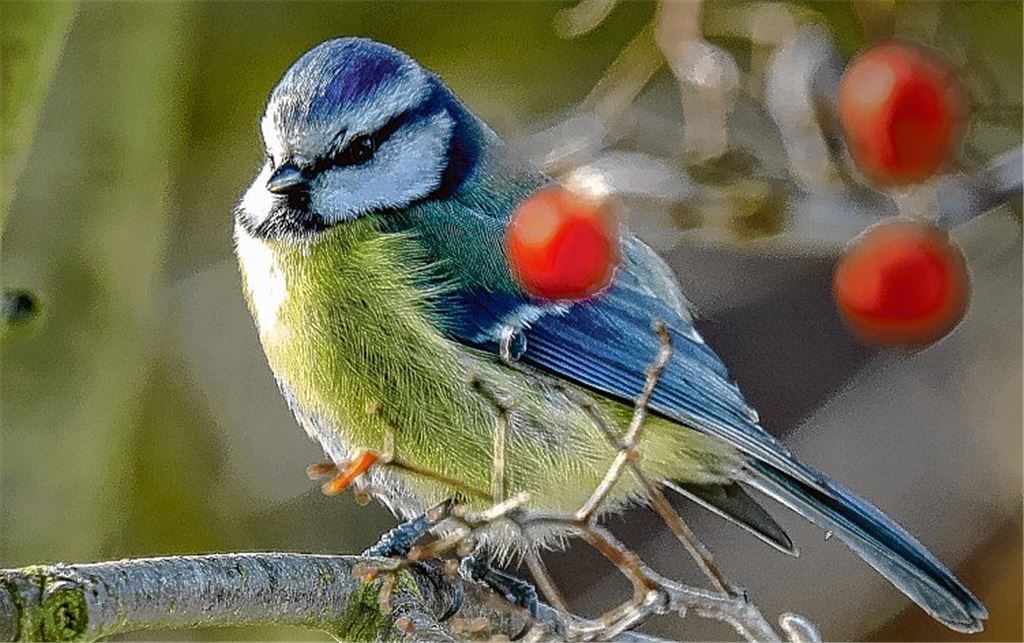 Nabu warnt: Tiere leiden an Silvester