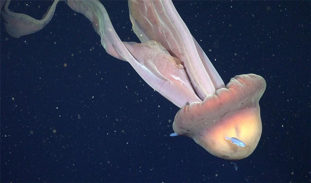 Auf diesem vom Schmidt Ocean Institute zur Verfügung gestellten Bild ist eine Phantomqualle (Stygiomedusa gigantea) in 250 Metern Tiefe vor Argentiniens Atlantikküste zu sehen.