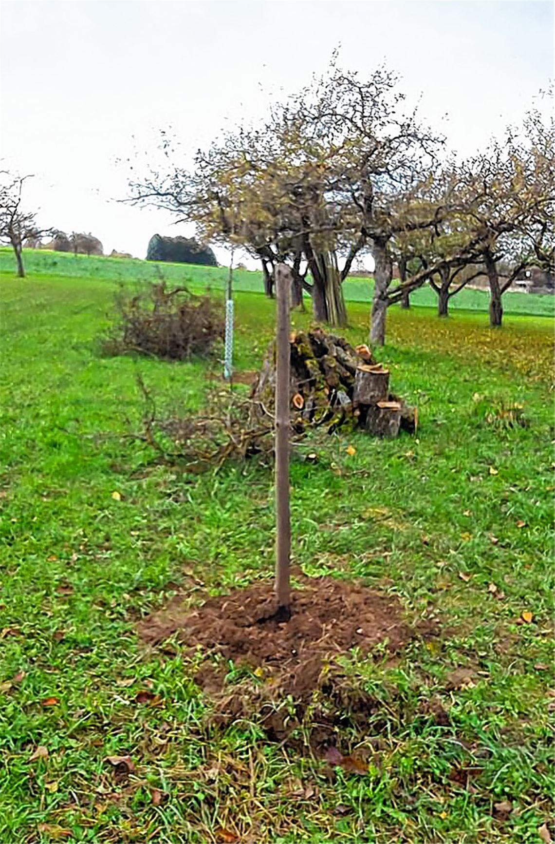 „Wo wir pflanzten, klafft jetzt ein Loch“
