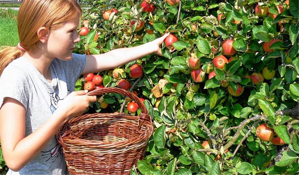 Auf eine reiche Obsternte können sich die Obstbaumbesitzer in der Region freuen. 