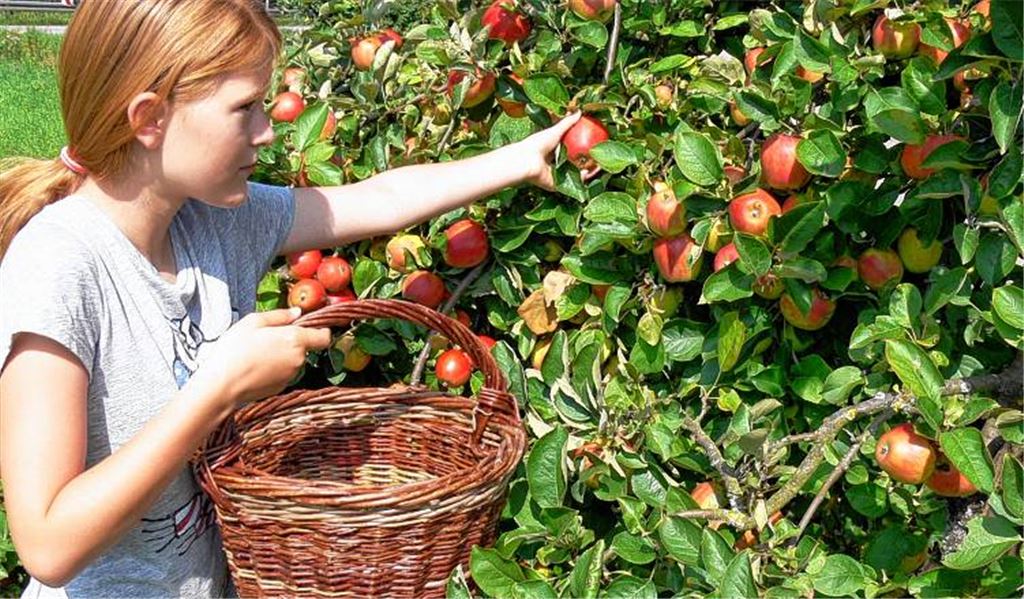 Auf eine reiche Obsternte können sich die Obstbaumbesitzer in der Region freuen. 