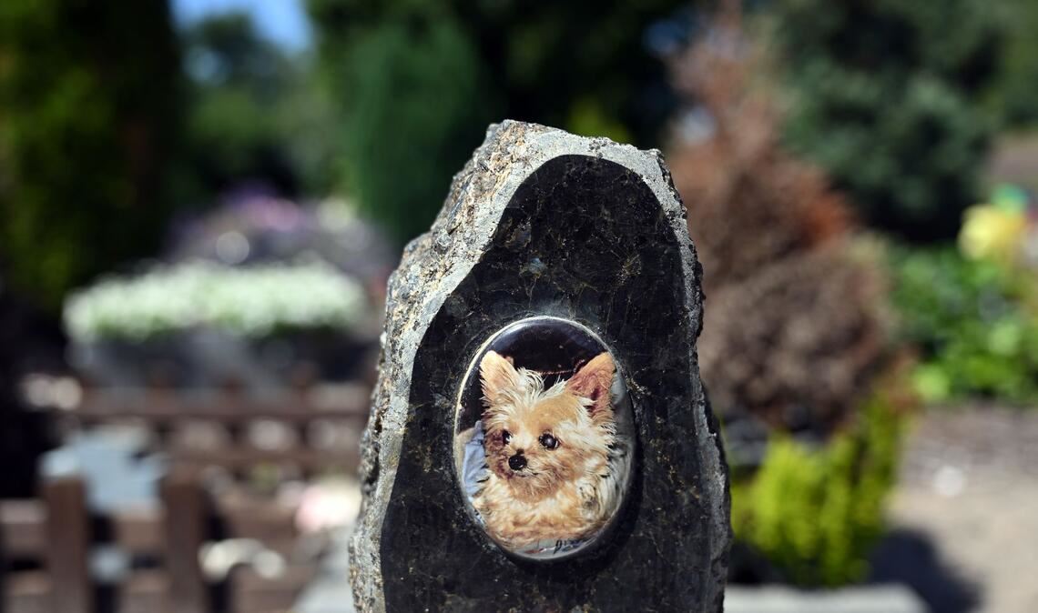 Auf einem Tierfriedhof liegen viele geliebte Haustiere begraben.