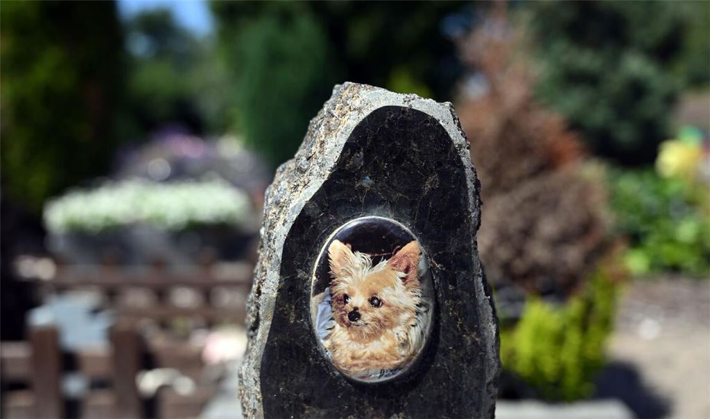 Auf einem Tierfriedhof liegen viele geliebte Haustiere begraben.