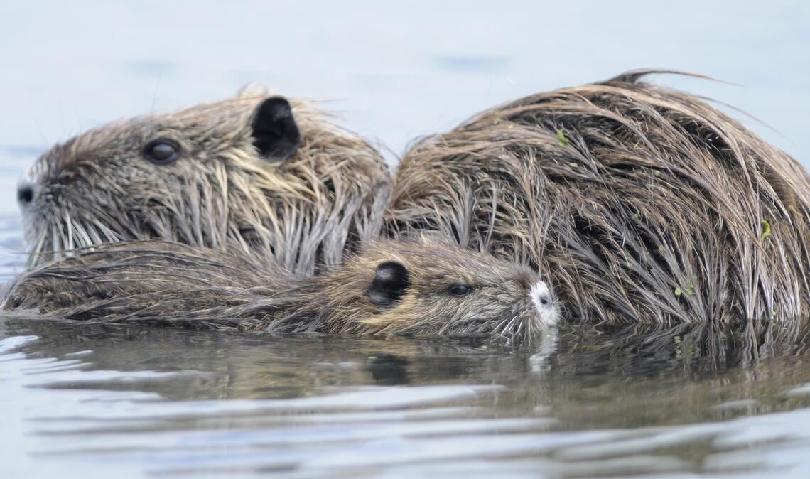 Auf manche wirken sie putzig, andere befürchten Schäden an Uferböschungen und Dämmen oder in der Landwirtschaft, wenn sich Nutrias unkontrolliert vermehren. Foto: Lechner