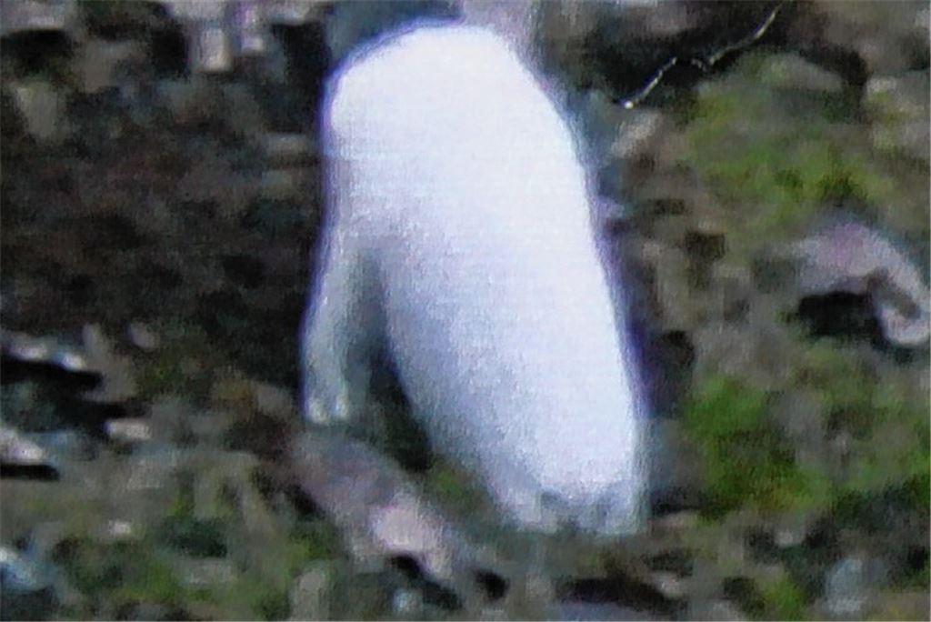 Aufgetaucht – und abgetaucht: ein Hermelin auf Stippvisite.