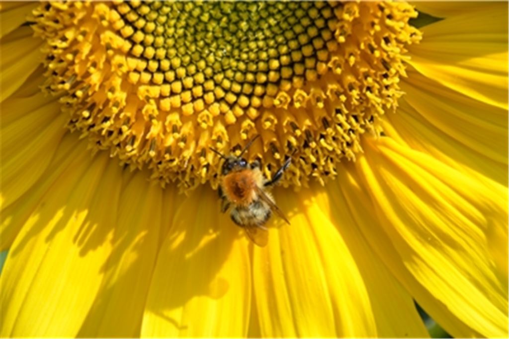 Auftanken in der Sonnenblume. Foto: Rolf-Helmut Strobel, Ölbronn-Dürrn