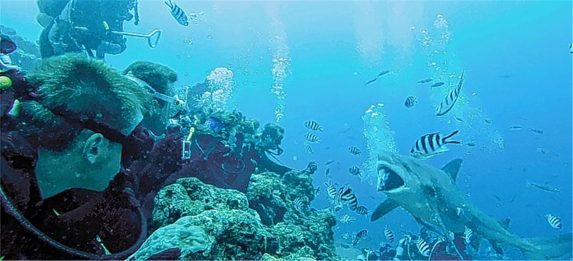 Auge in Auge mit dem Räuber der Meere: Thorsten Österle (im Vordergrund) bei einem seiner Tauchgänge vor der Küste der Fidschi-Inseln.