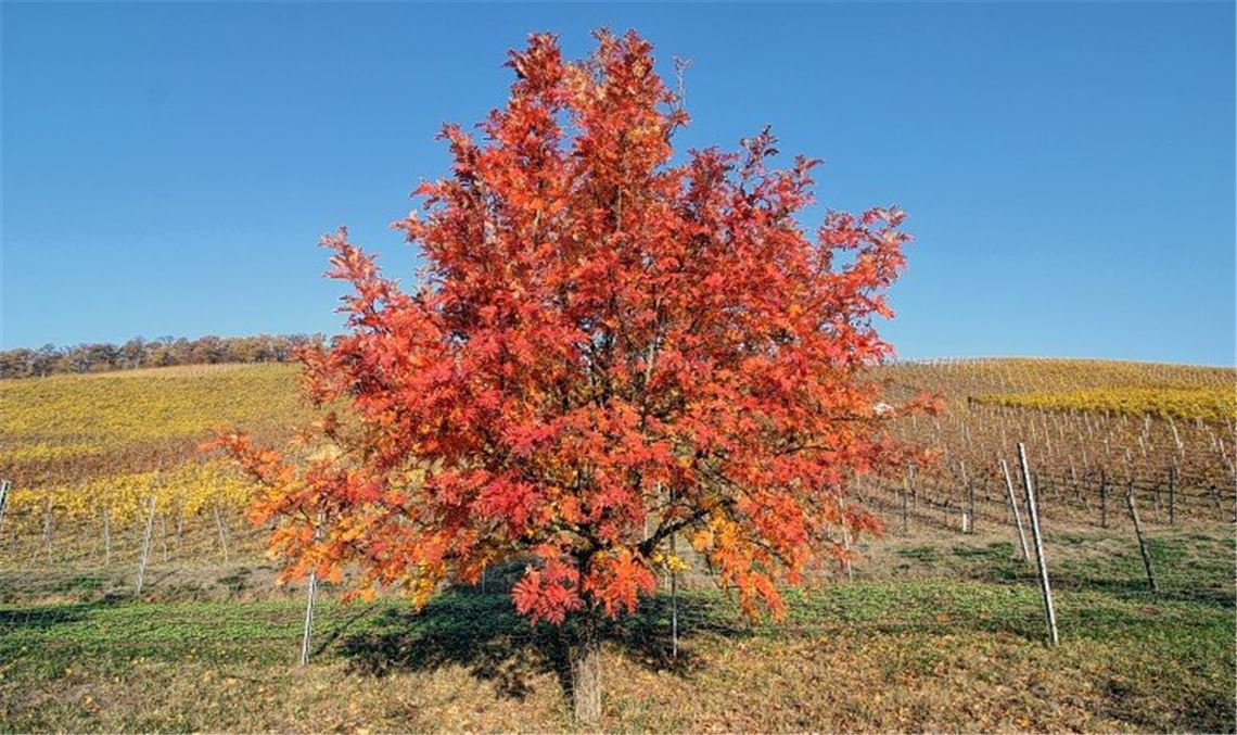 Herbstfarben Herbstfarben