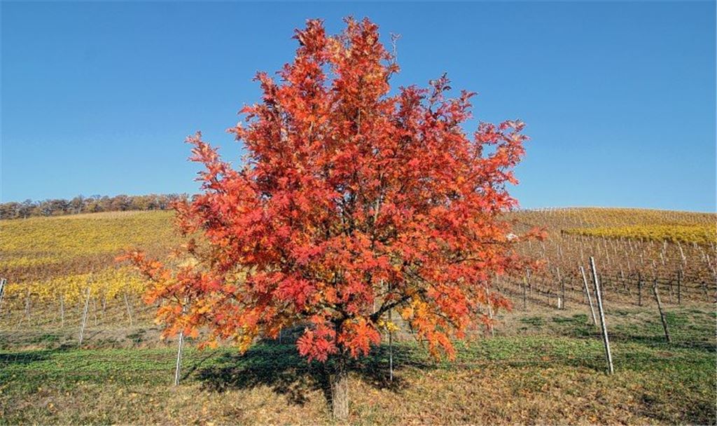 Herbstfarben