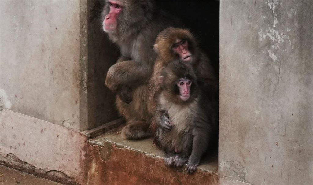 Aus Punch ist ein kleiner Rabauke geworden. (Archivbild)