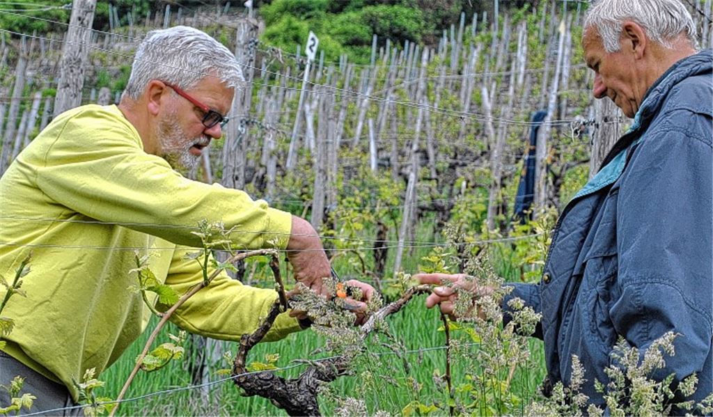 Ausbrechen: Günter Busch (li.) entfernt überflüssige Triebe. Foto: Stahlfeld