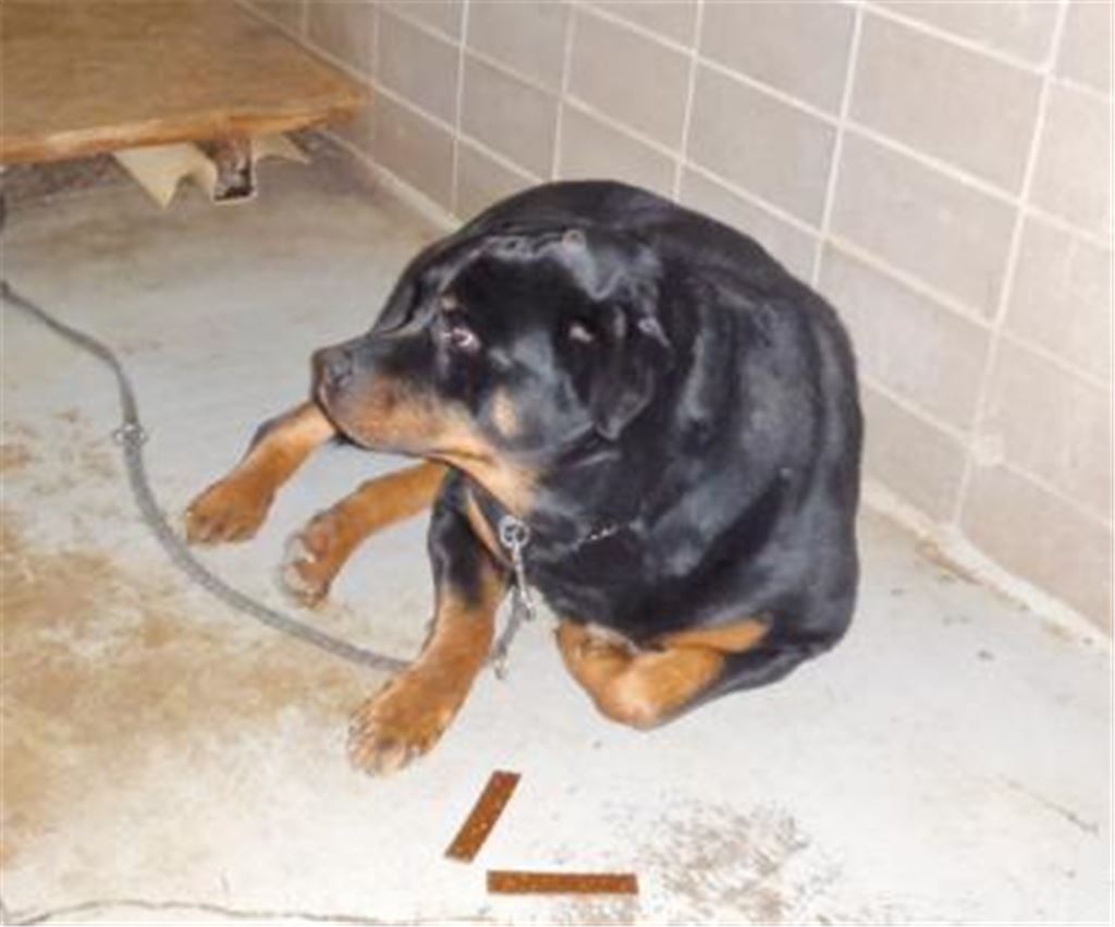 Ausgesetzt: Rottweiler Balou.
Foto: privat