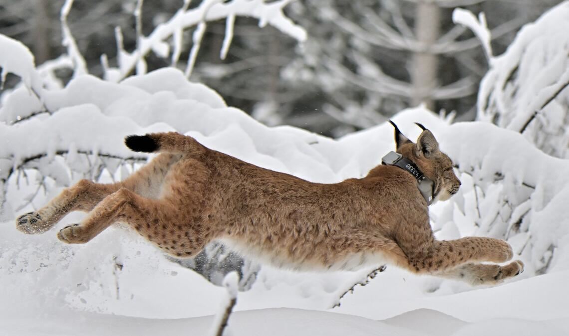 Ausgewildert und mit einer Sendeanlage ausgestattet: das in einem Gehege geborene Luchsweibchen Finja. Foto: FVA; Fotograf: M. Strein