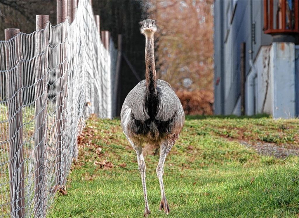 Ausreißer: Der Nandu spaziert am Zaun einer Firma im Sternenfelser Gewerbepark entlang. Foto: Hansen