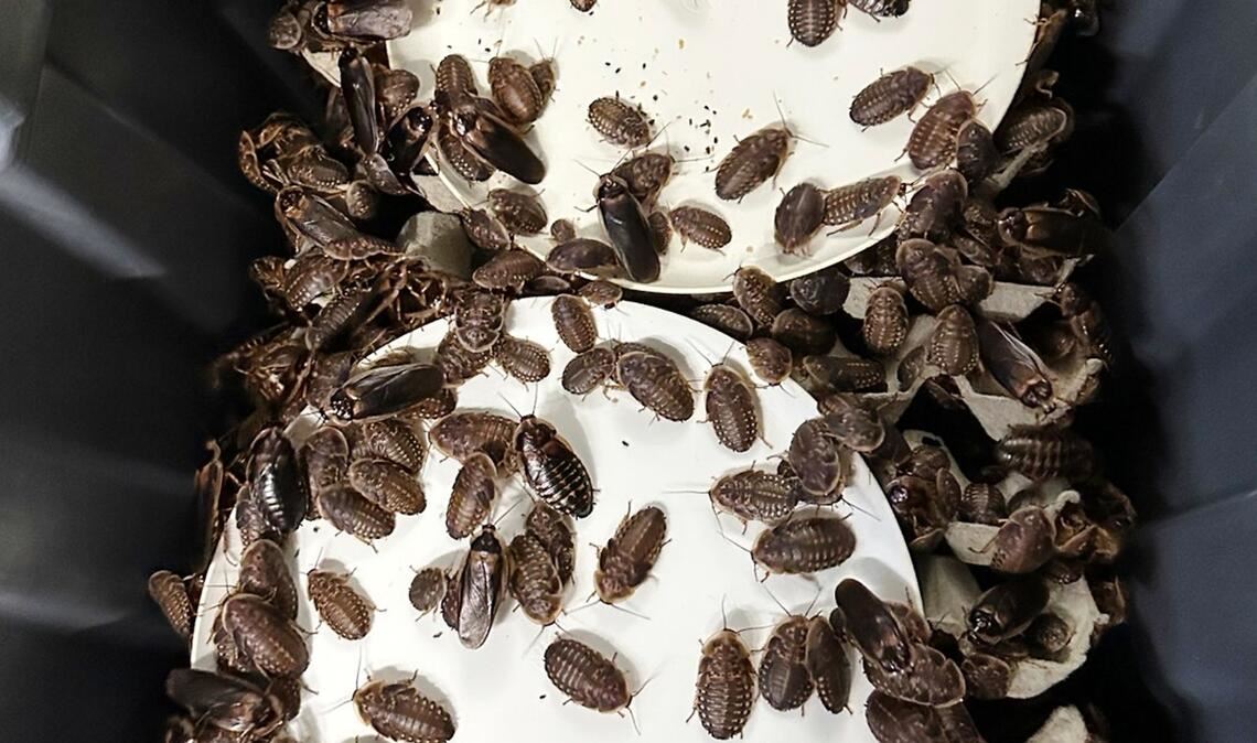 Australien verbietet das Züchten exotischer Arten größtenteils - aus Sorge um seine einzigartige Tierwelt.