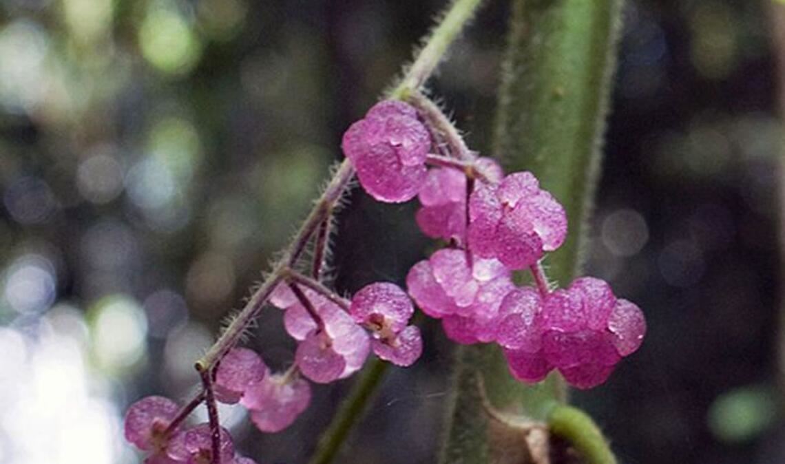 Australische Brennnessel (Dendrocnide moroides): Sie wächst in Australien und den Regenwäldern in Indonesien. Die vier bis zehn Meter hohe Pflanze ist mit dichten, stachelartigen Brennhaaren besetzt, die durch Kleidung dringen. Das darin enthaltene Toxin Moroidin verursacht Hautreizungen, Schwellungen und starke Schmerzen, die monatelang anhalten können.