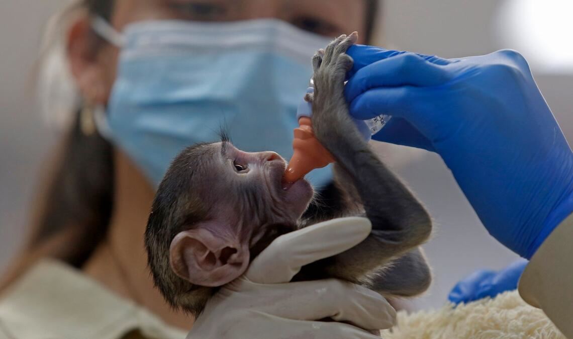 Baby Yuji wird von Pflegern im Zoo der Stadt Guadalajara versorgt.