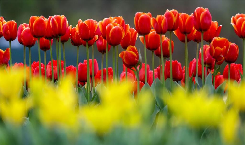 Baden-Württemberg erwarten in den nächsten Tagen frühlingshafte Temperaturen. (Symbolbild).