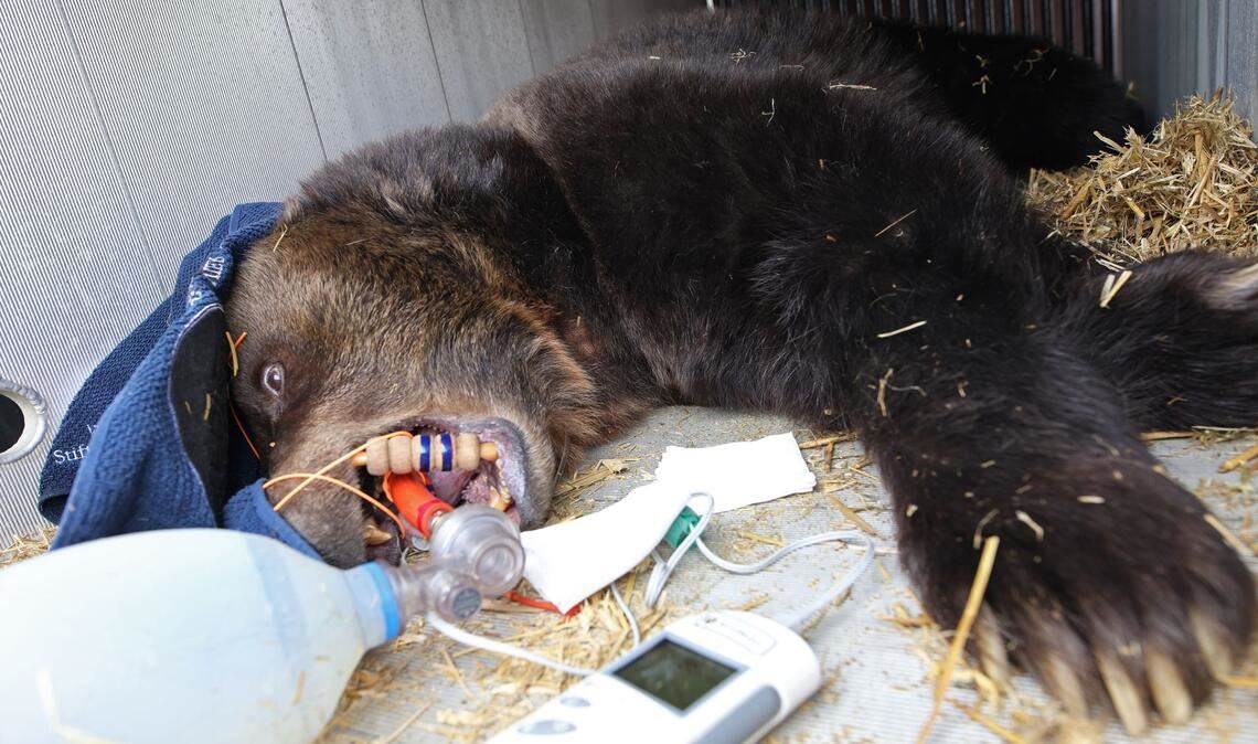 Bär zieht um - Braunbärin Teddy betäubt