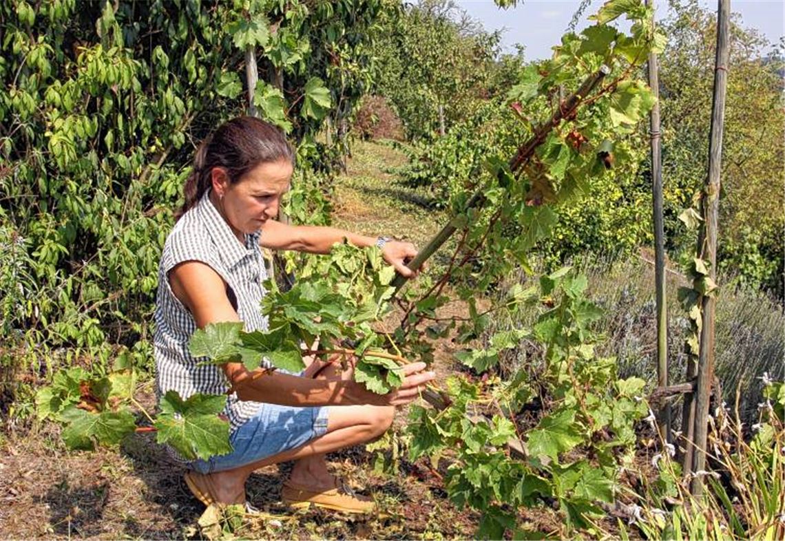 Bärbel Appich inspiziert die Wildschweinschäden in ihrem Wengert. Foto: Sadler
