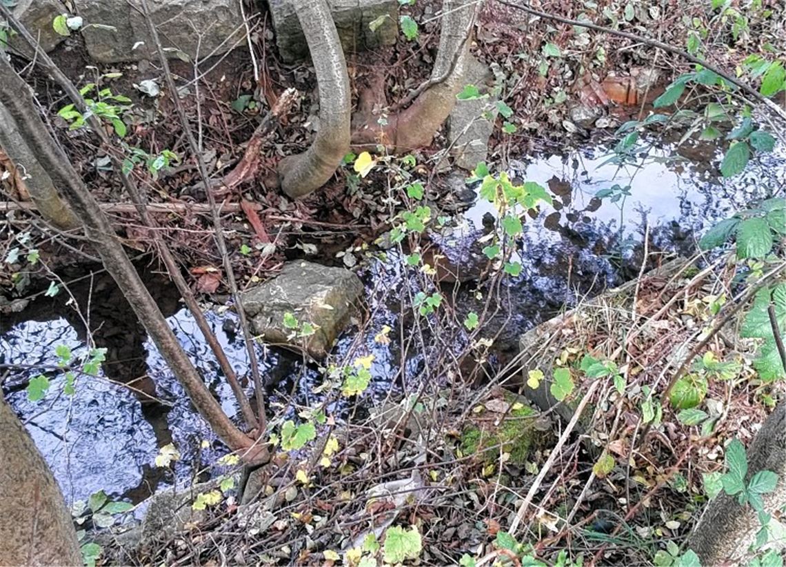 Bäume wachsen ins Bett der Schmie. Foto: privat