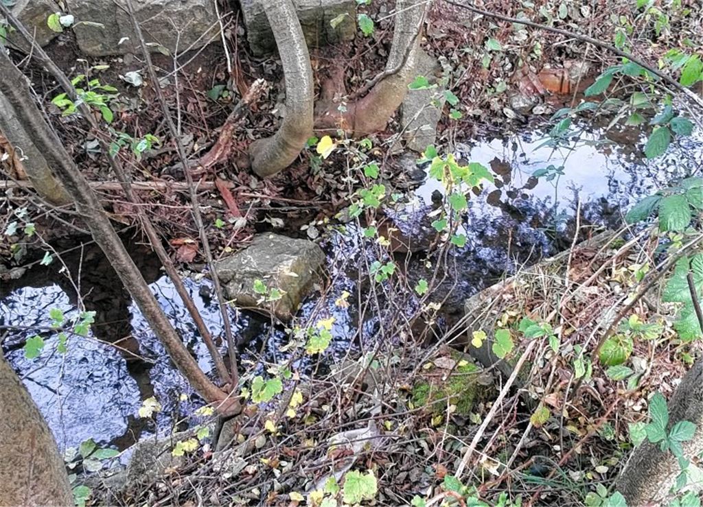 Bäume wachsen ins Bett der Schmie. Foto: privat